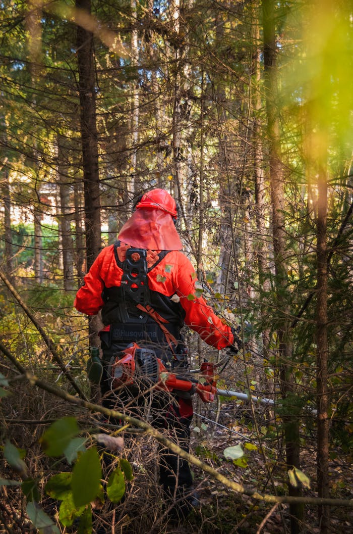 Forester in protective gear managing underbrush in a Finnish forest, showcasing forest management practices.