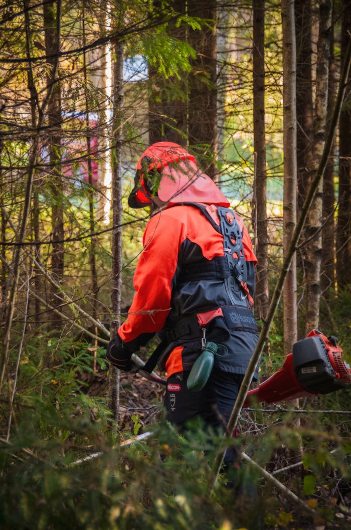 A person using a brushcutter to manage forest growth in Kainuu, Finland.