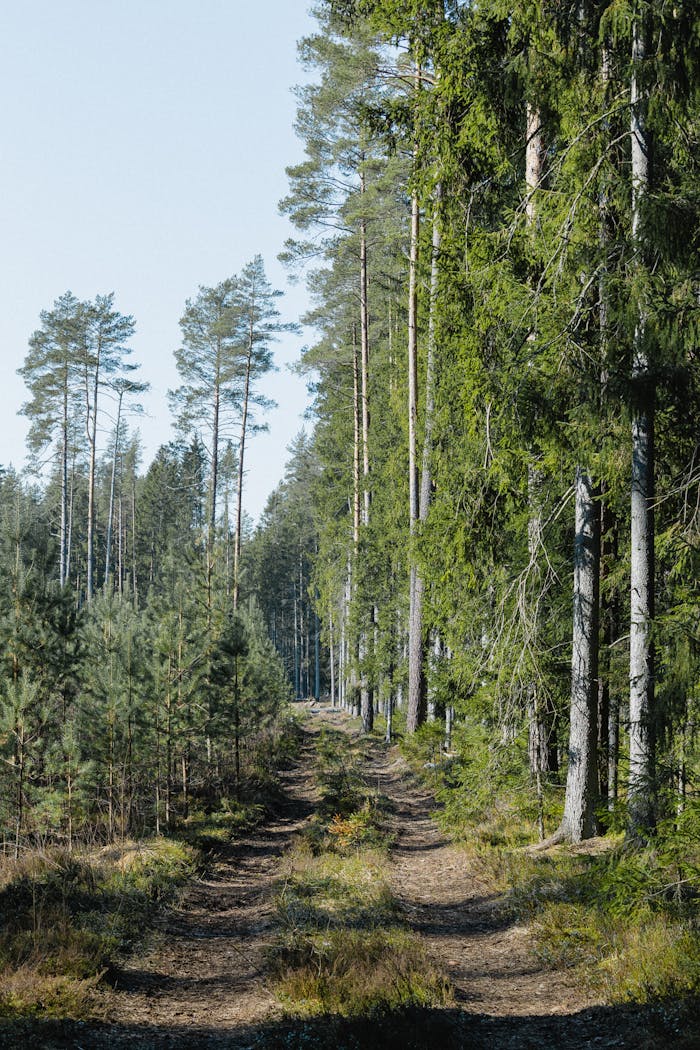 Serene forest path lined with tall pine trees under clear blue sky, ideal for nature walks.