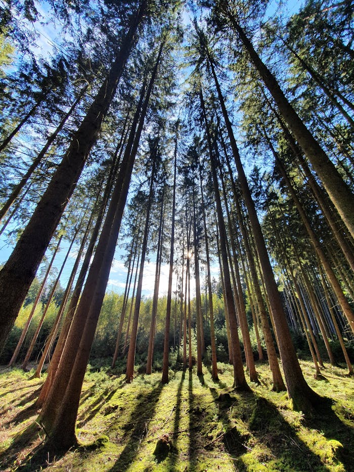 A dramatic low-angle view of tall pine trees in a sunlit Bavarian forest.